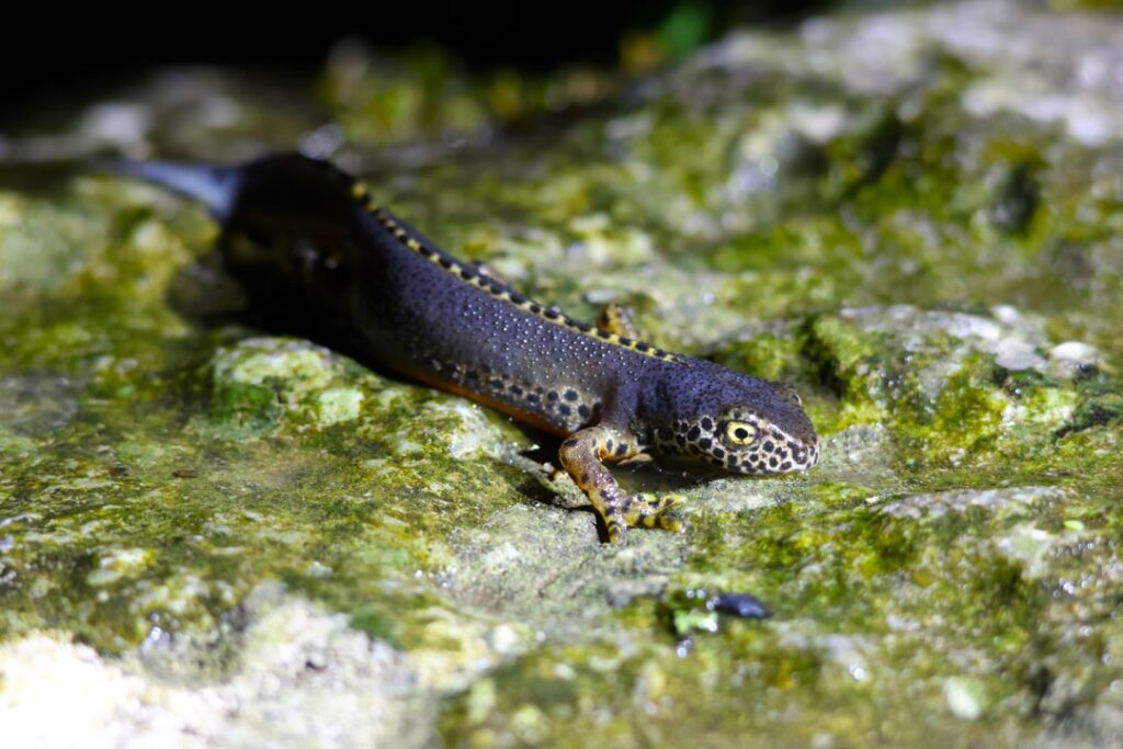 Spanish alpine newt (Ichthyosaura alpestris cyreni) in Cantabria