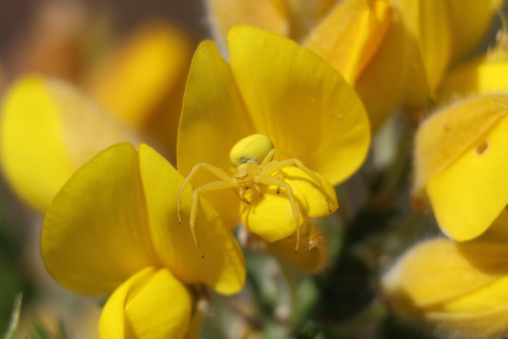 The flower crab spider (Misumena vatia) and its incredible camouflage in A Coruña, Galicia