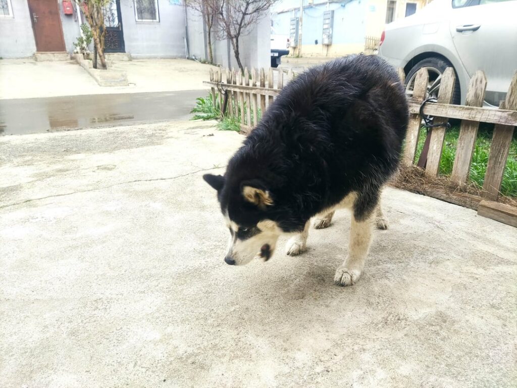 Stray dog how to clean