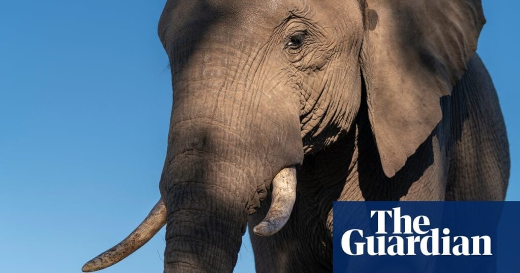 Europeans care more about elephants than people, says Botswana president