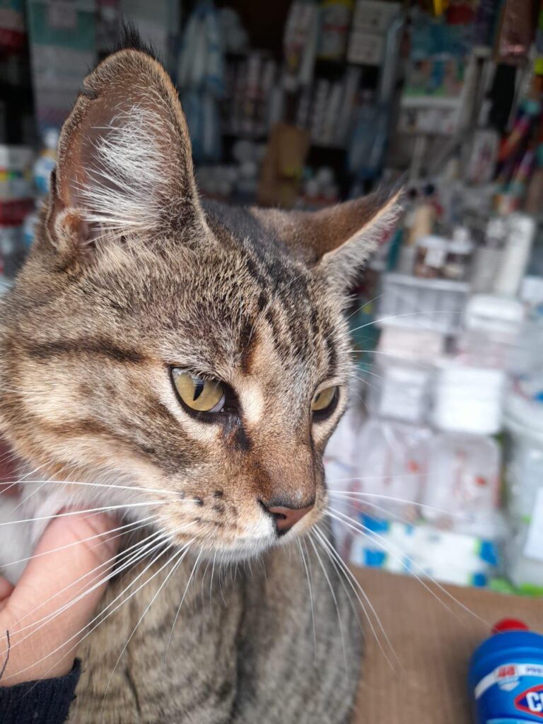 The little ear