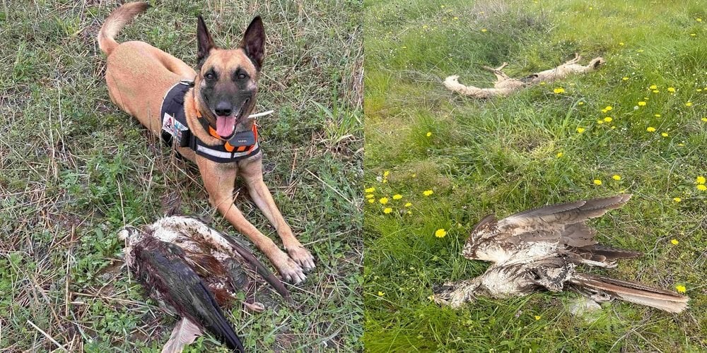 Mass poisoning of 47 animals, protected species in Evros