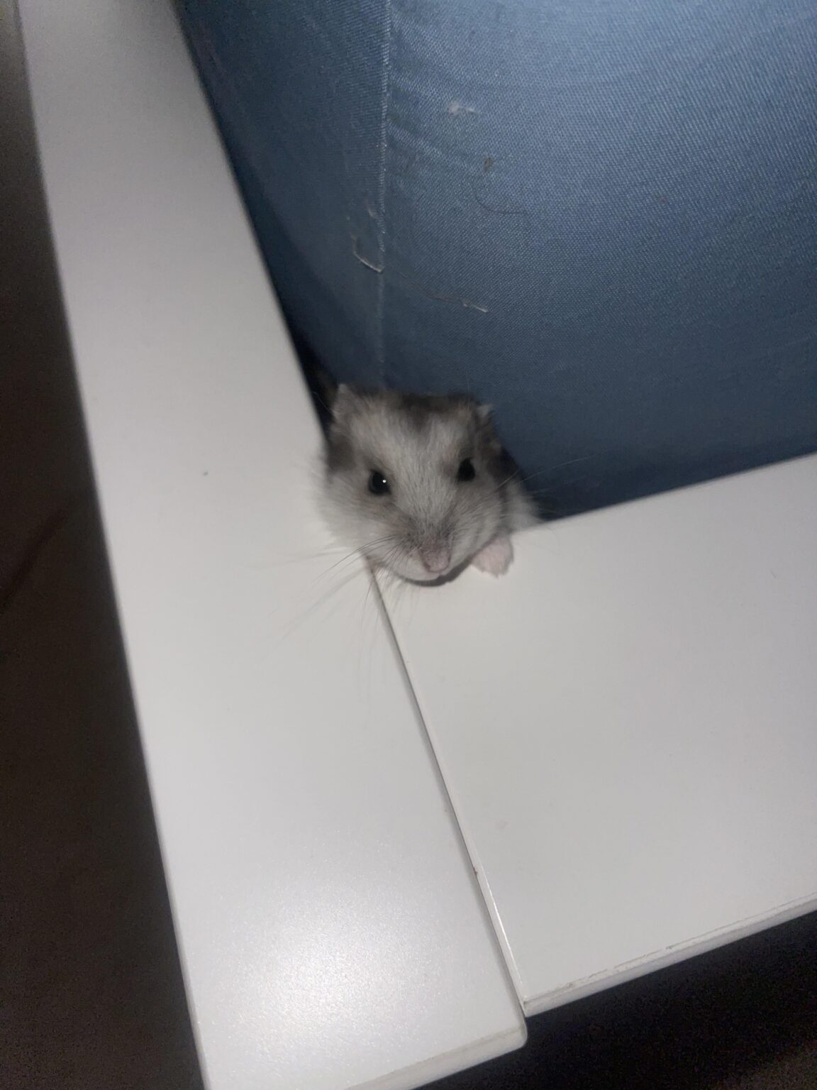 Help me rehome my hamster