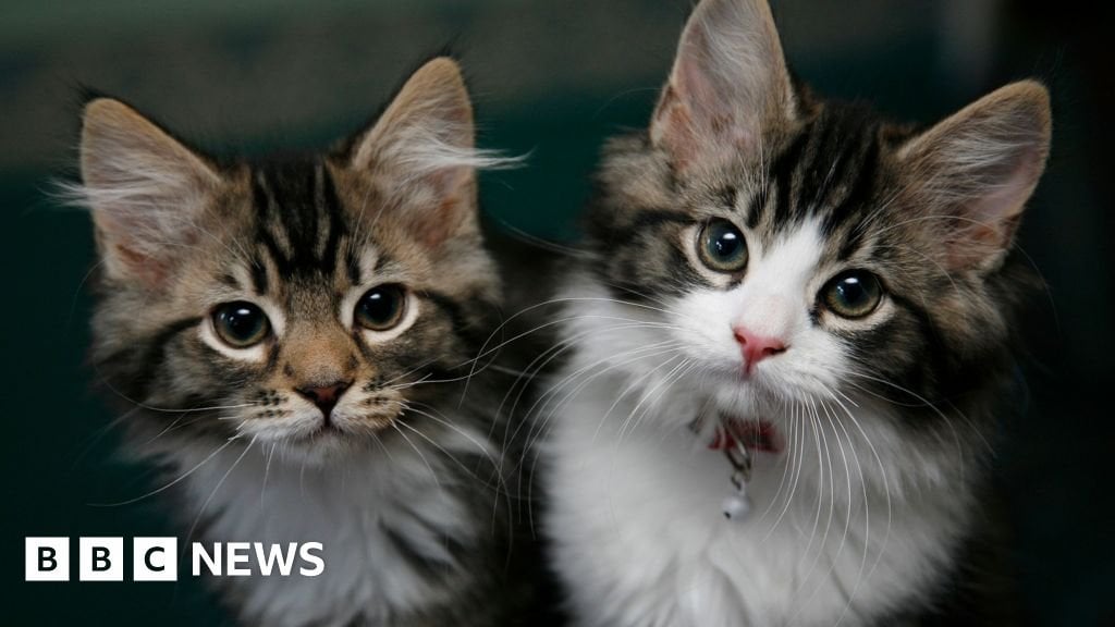 Cat and dog abduction bill backed by Northern Ireland Assembly