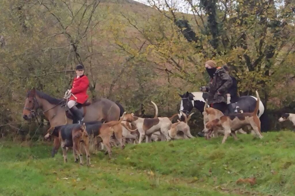 UK Fox Hunter Sentenced for Multiple Animal Cruelty Offences