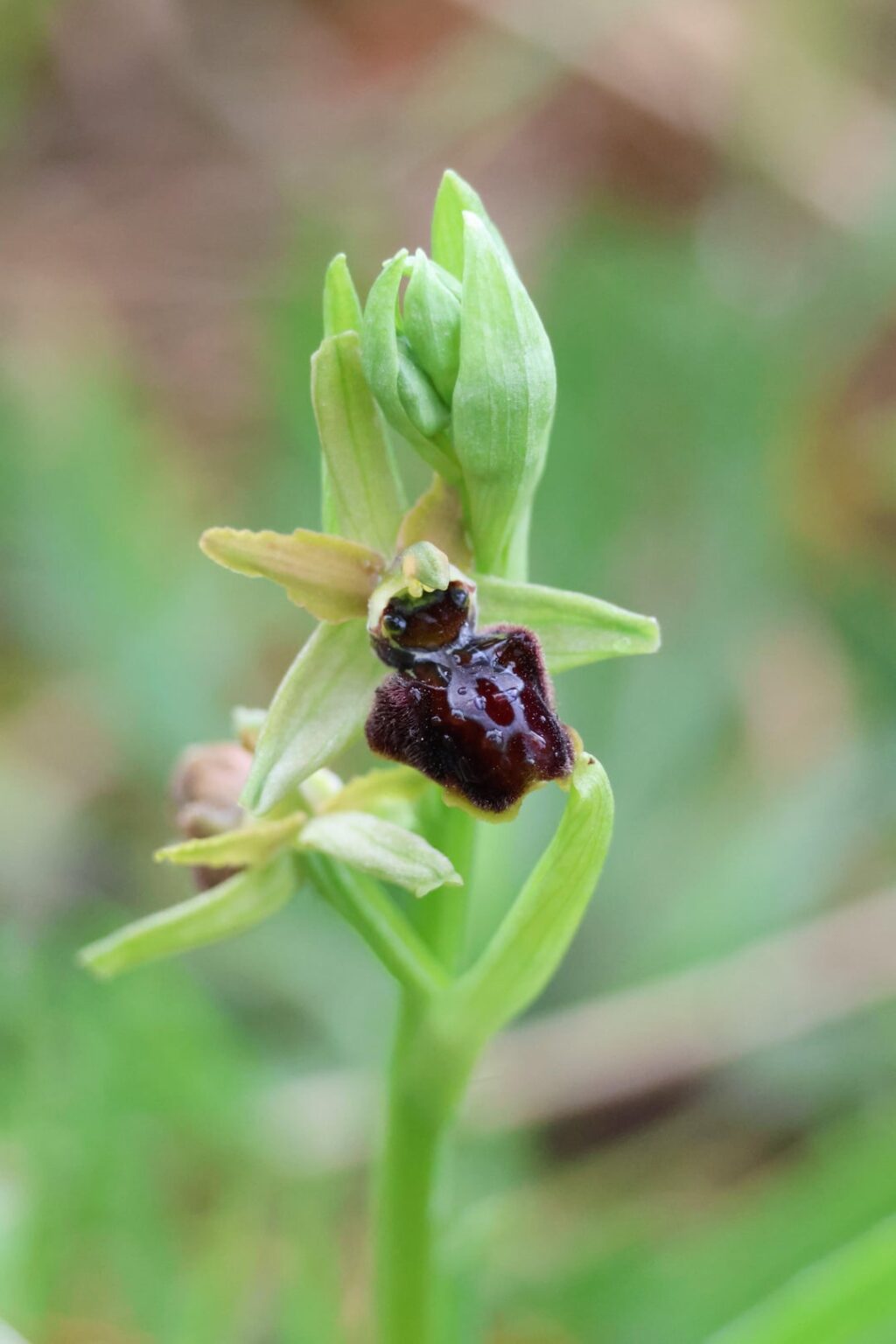 Spider orchid (Ophrys sphegodes) in Cantabria, Spain