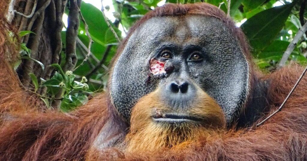 In a first, an orangutan was seen treating his wound with a medicinal plant