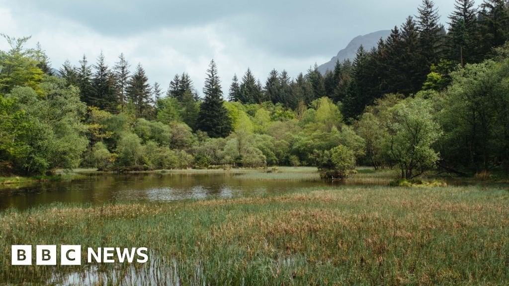 Somerset forest to be 'left to nature' for biodiversity boost
