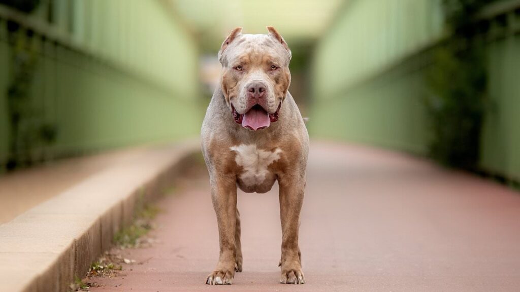 Woman is mauled to death in her home by her two XL Bully dogs in latest horror attack by the banned breed – with armed police scrambled Woman is mauled to death in her home by her two XL Bully dogs in latest horror attack by the banned breed - with armed police scrambled