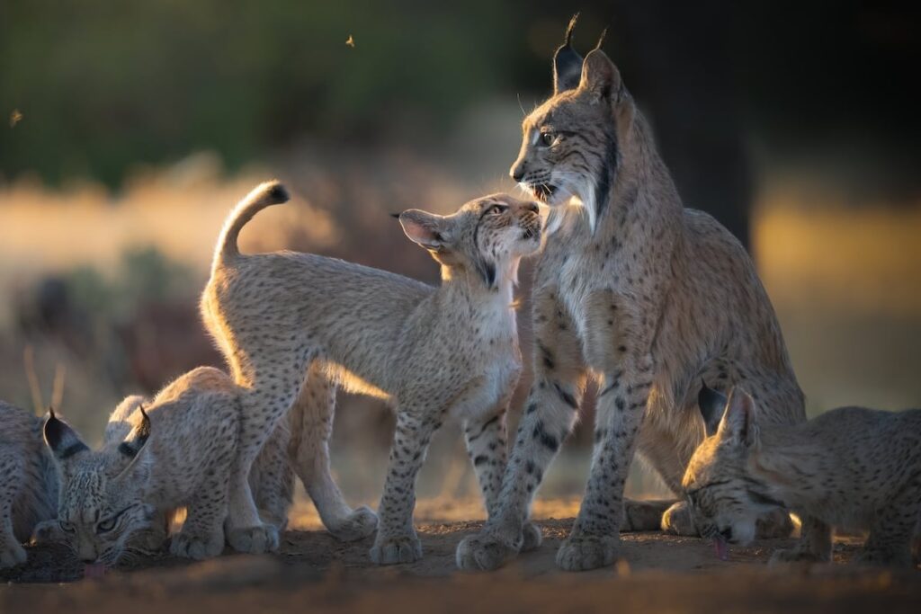 The Iberian lynx doubles its population in just three years and reaches 2,000 individuals The Iberian lynx doubles its population in just three years and reaches 2,000 individuals