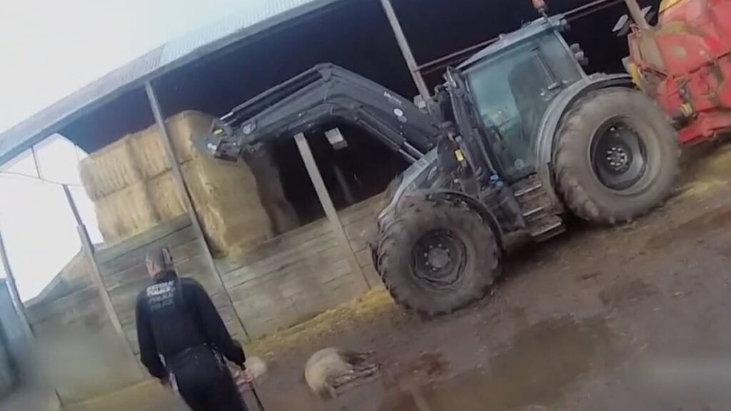 Dramatic moment Welsh farmer shoots dead XL Bully dogs after the pair went crazy and started attacking livestock – mauling 22 pregnant sheep to death in bloodbath that left veteran rural police sickened Dramatic moment Welsh farmer shoots dead XL Bully dogs after the pair went crazy and started attacking livestock - mauling 22 pregnant sheep to death in bloodbath that left veteran rural police sickened