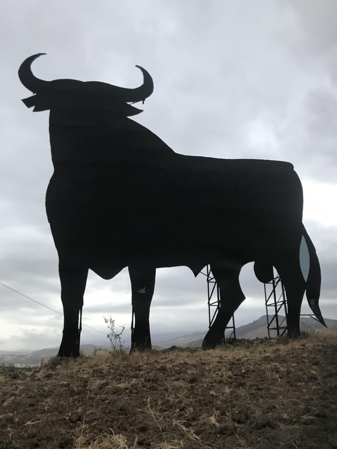 Osborne bull, near Malaga.