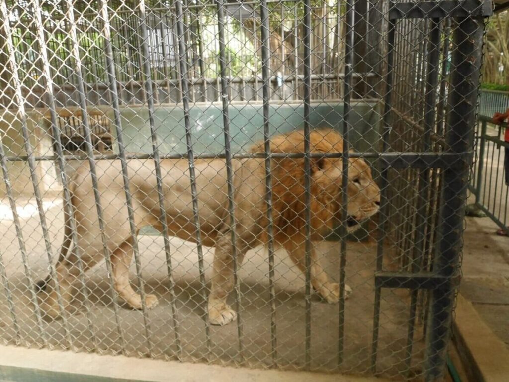 UK zoos breaching basic animal welfare standards as investigation shows standards not fit for purpose
