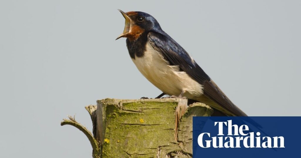 Swallow, swift and house martin populations have nearly halved, finds UK bird survey | Birds Swallow, swift and house martin populations have nearly halved, finds UK bird survey | Birds