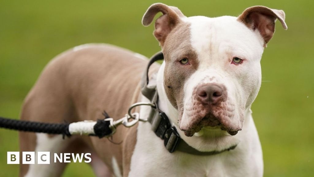 Woman attacked by her own XL bullies in Edinburgh flat