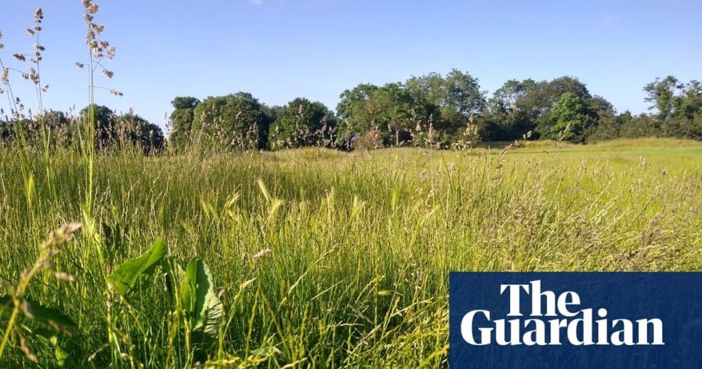 Court bid to prevent Spurs leasing rewilded London golf course fails | London