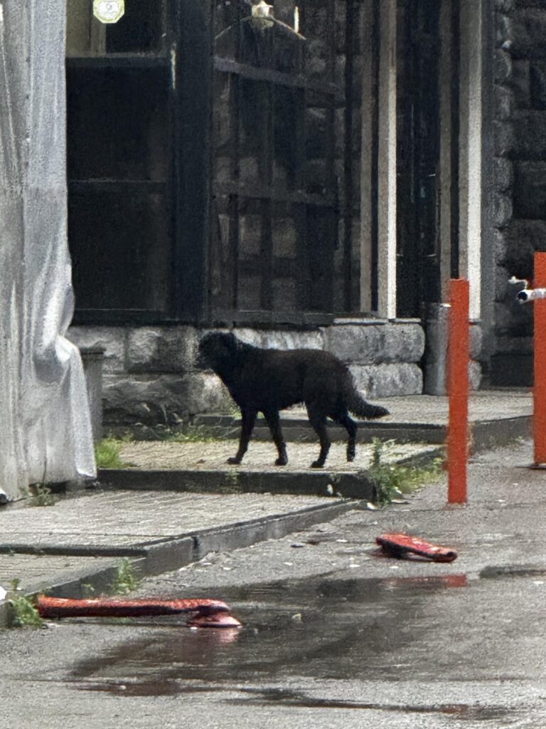 Report aggressive stray dog ​​outside Aragveli (300 "Samasi")