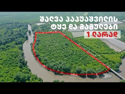Shalva Papuashvili's forest and estates for 1 GEL (corrupt dog Shalva Papuashvili, who robs the country)