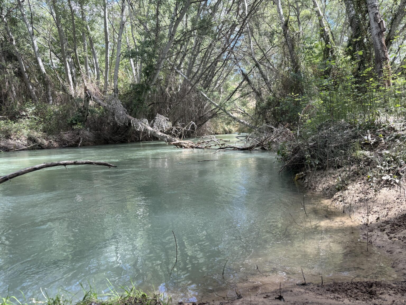 The Segura River as it passes through Calasparra, in Murcia, in the area known as the "Forest Gallery" or Cañaverosa.