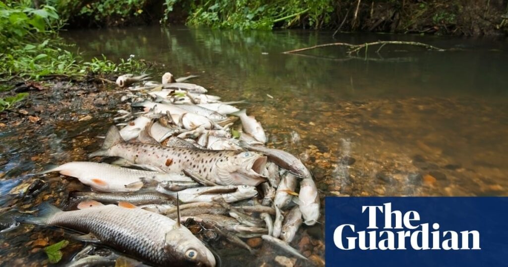 Fish deaths in England’s rivers rise tenfold in four years | Pollution
