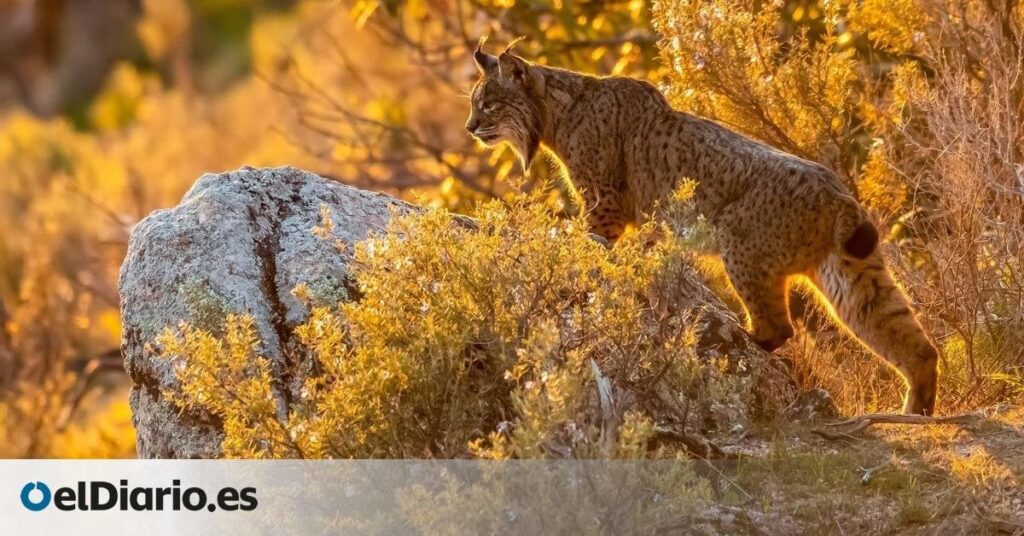 The lynx exceeds 2,000 individuals for the first time since it was on the brink of extinction