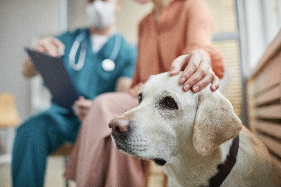 CMA presses ahead with full investigation into vets market