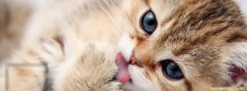 cute kitten caught while bathing