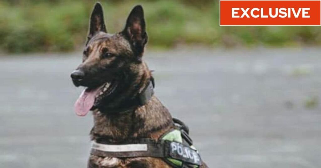 Police dogs bite 13 people a week as victims say ‘reckless’ officers behind rise