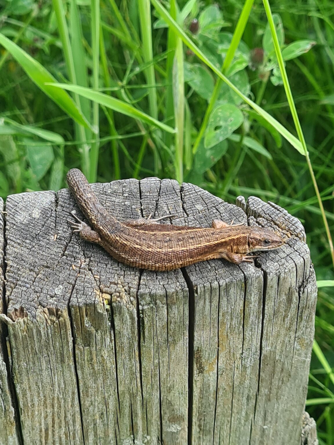 Felt very privileged to see one of these fellas for the first time today, the common lizard, one of only six reptiles in the U.K!