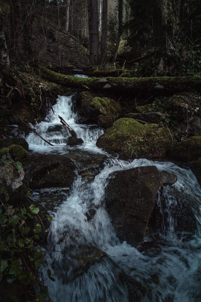 A forest is awakening from the winter sleep; Bateti Lake, Kareli