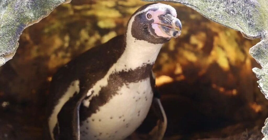 One of the world's oldest penguins has chick with toyboy partner at UK zoo