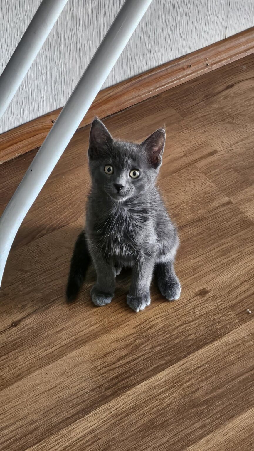 11 week old male kitten. Timmy. For adoption. 11 week old male kitten. Timmy. For adoption.