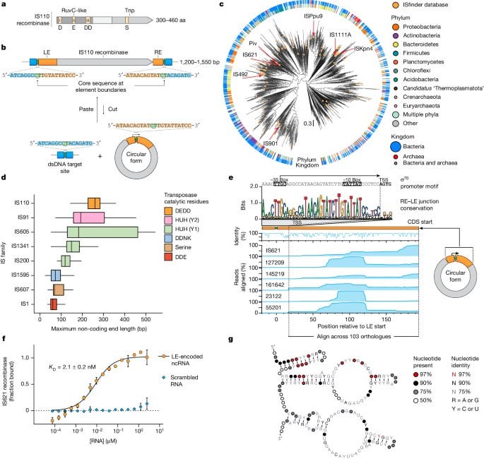 Bridge RNAs direct programmable recombination of target and donor DNA - Nature