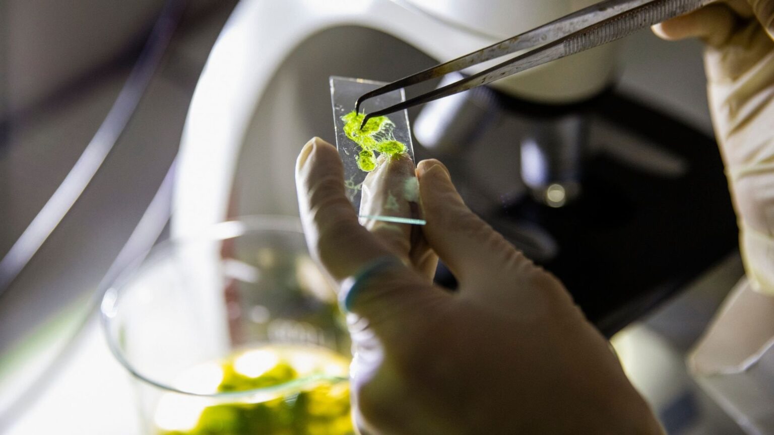 Forget solar panels, algae could be the next big thing in renewable energy | The energy generated is capable of powering low-voltage devices like Internet of Things sensors.