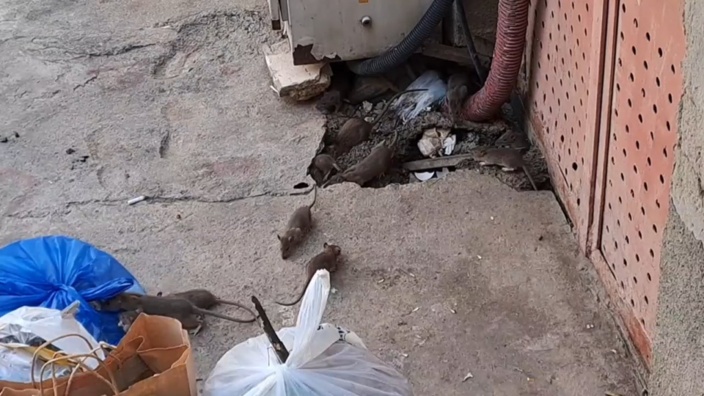 Please Help. Mtskheta Street. Vake. Giant Rat infestation.