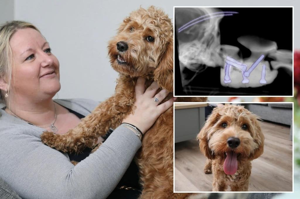 Paralyzed puppy able to walk again thanks to 3D printed spine