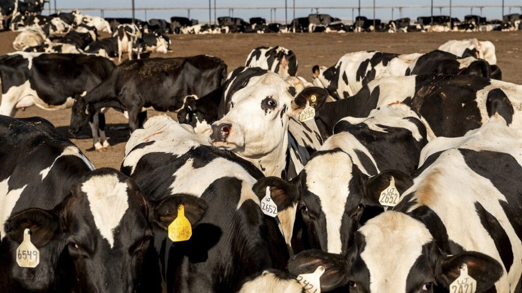 Converting cow manure to fuel is growing climate solution, but critics say communities put at risk