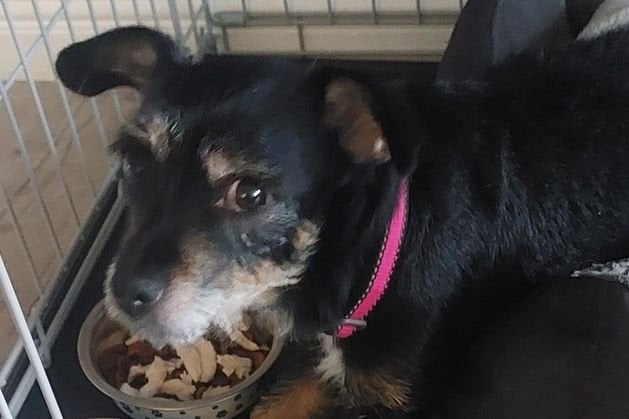 Faithful dog rescued after staying by the side of her dead owner for over a month