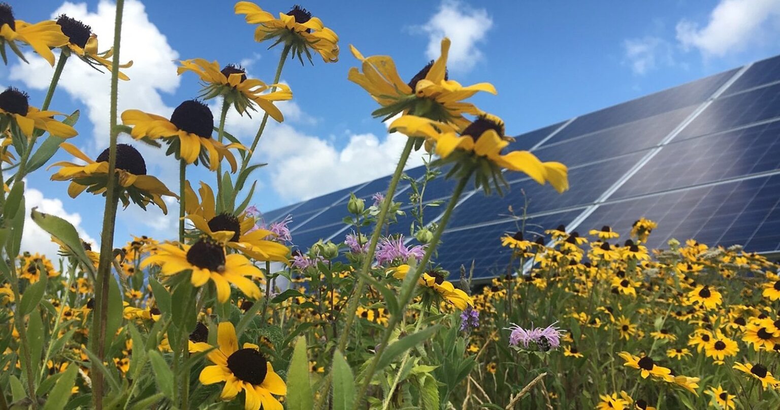 Agrivoltaic Arrays Will Win The Rural Solar War, With Insects