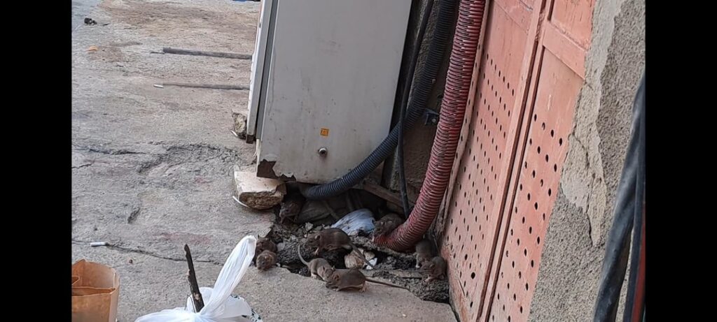 rats near round garden on mtskheta street