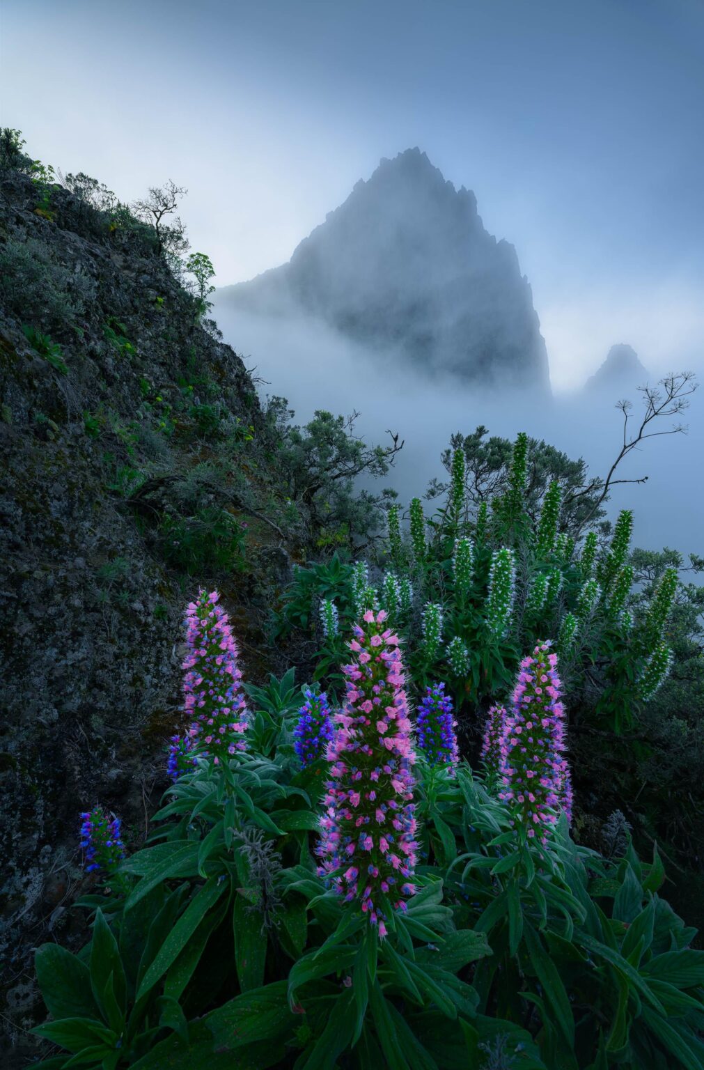 Tajinaste Azul (and pink ones) in Gran Canaria [OC]