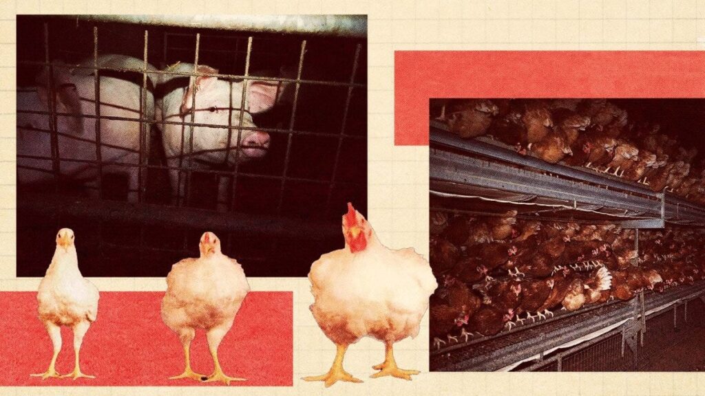 Chris Packham: The truth at some RSPCA-assured farms makes me sick