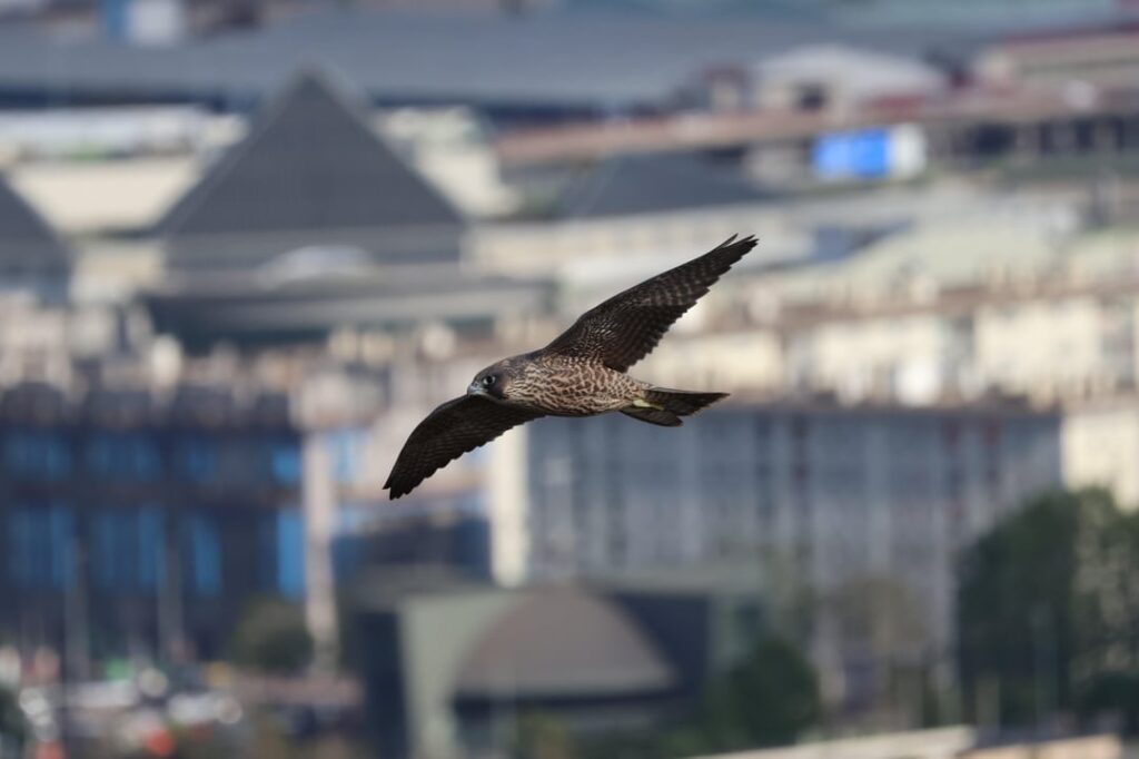 Peregrine Falcon (Falco peregrinus) in Santander, Cantabria