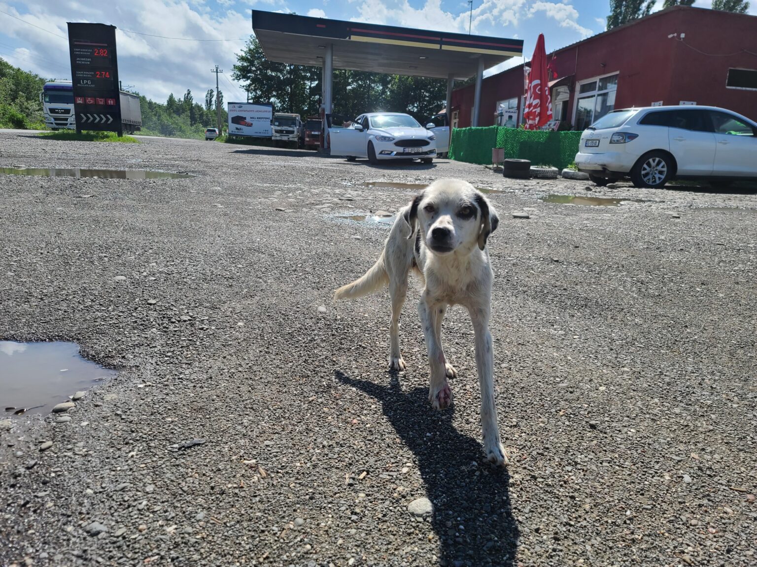 Injured Dog in Sansun Lu Gas Station in Maghali Etseri in Guria