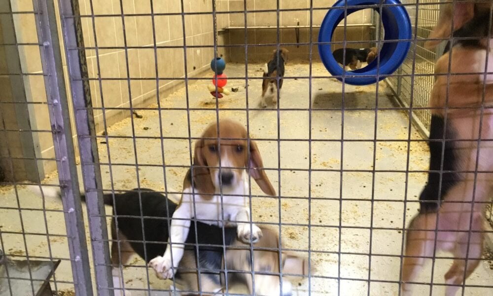 18 face burglary charges after beagles freed from animal testing centre near Huntingdon