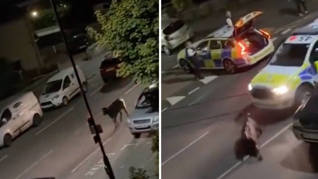Shock as police ram escaped cow on the street, as officers say it 'was hurt while being moved to safety'