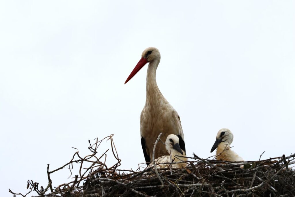 Family of white storks in Cantabria