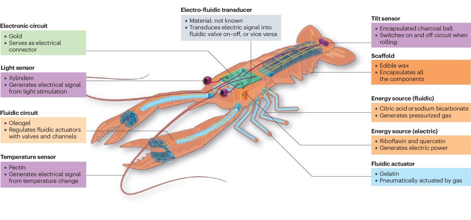 Swiss researchers want to build edible robots. So far they've developed edible batteries and other components, and say there may be a surprisingly wide range of use cases for edible robots.