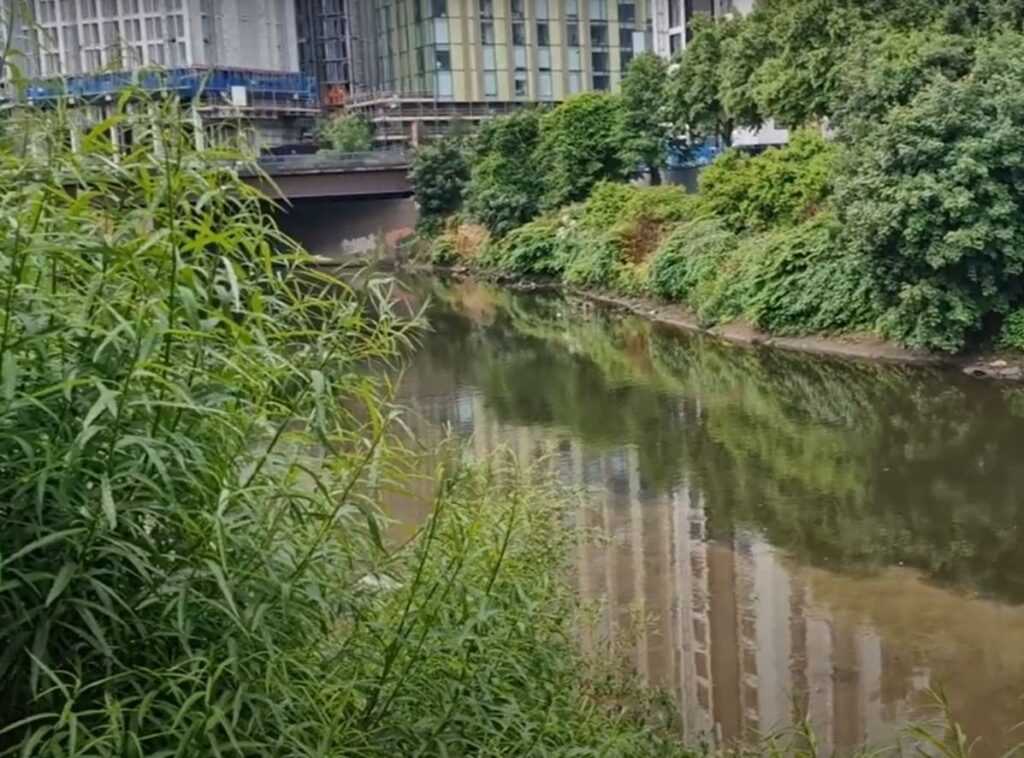 ‘Brown stinking sewage’ released in Manchester river at start of fishing season