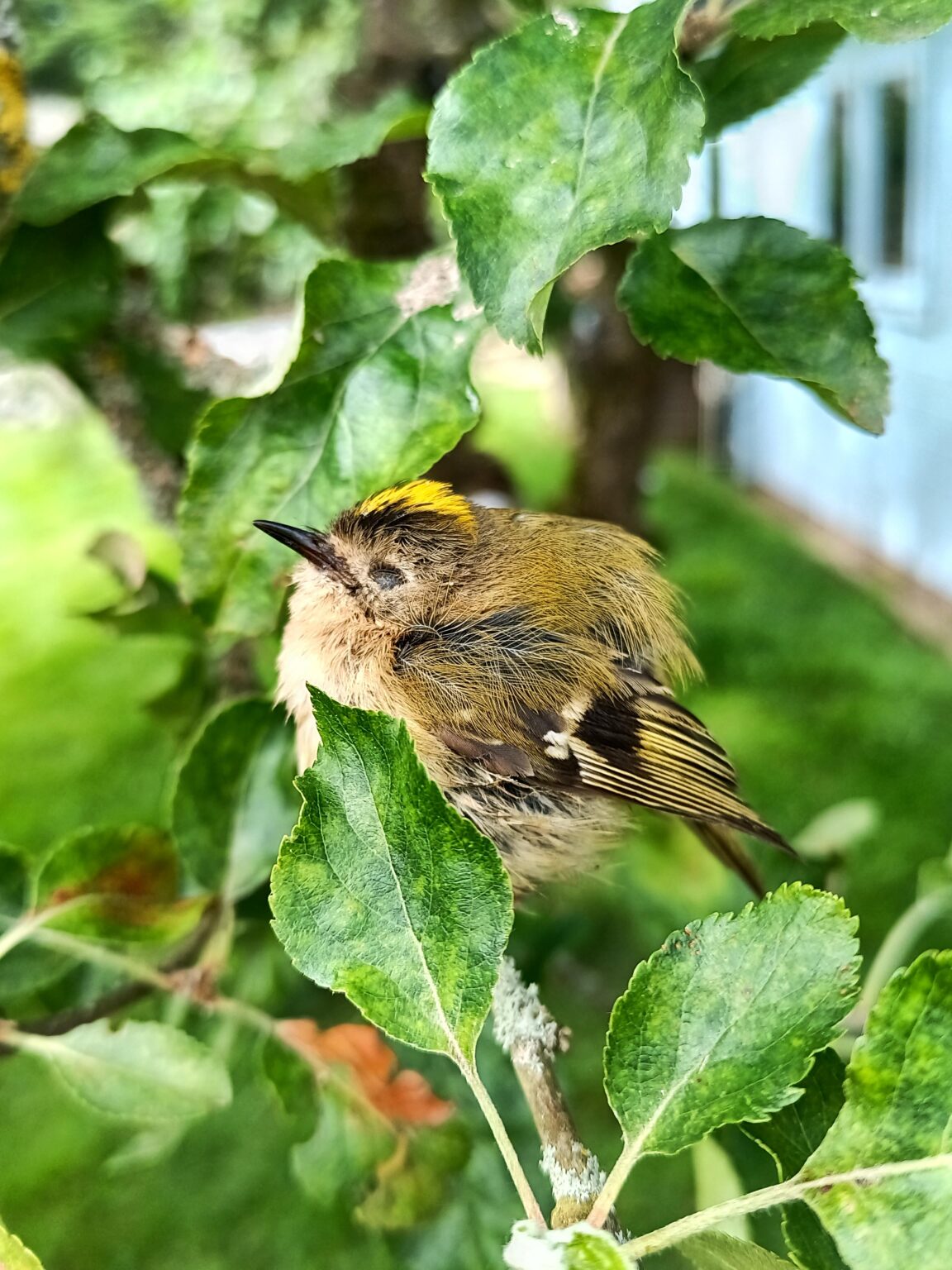 Found a baby Gold Crest in the garden